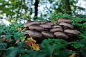 Autunno - Funghi_15